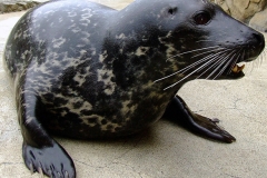 Harbor Seal
