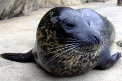 Harbor Seal