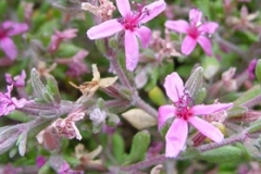 Alkali Heath