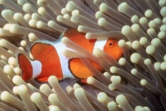 False Clown Anemonefish