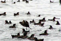 Crested Auklet