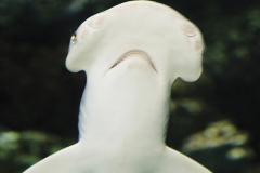 Bonnethead Shark