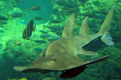 Bowmouth Guitarfish