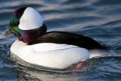 Bufflehead
