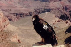 California Condor