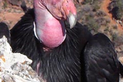 California Condor
