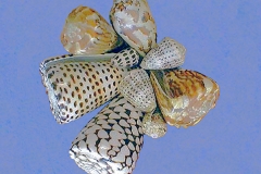 Cone Snails General Description