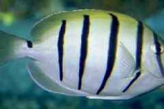 Convict Surgeonfish