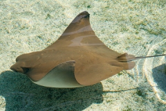 Pacific Cownose Ray
