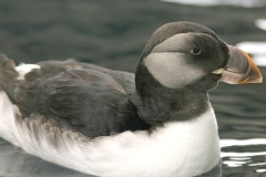 Horned Puffin