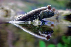Mudskipper
