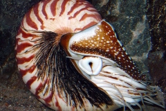 Chambered Nautilus