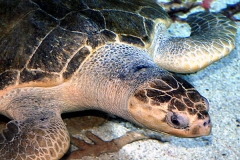 Olive Ridley Sea Turtle