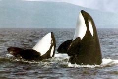 Killer Whale (orca)