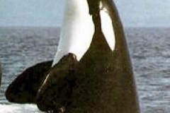 Killer Whale (orca)