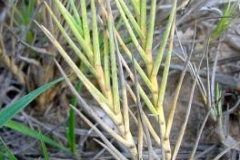 Saltgrass