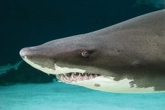 Sand Tiger Shark