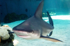 Sandbar Shark