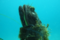 Sarcastic Fringehead