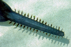 Freshwater Sawfish