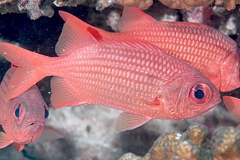 Panamic Soldierfish