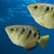 Banded Archerfish