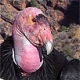 California Condor