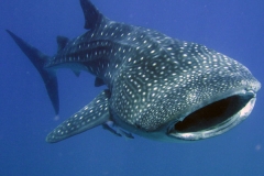 Whale Shark
