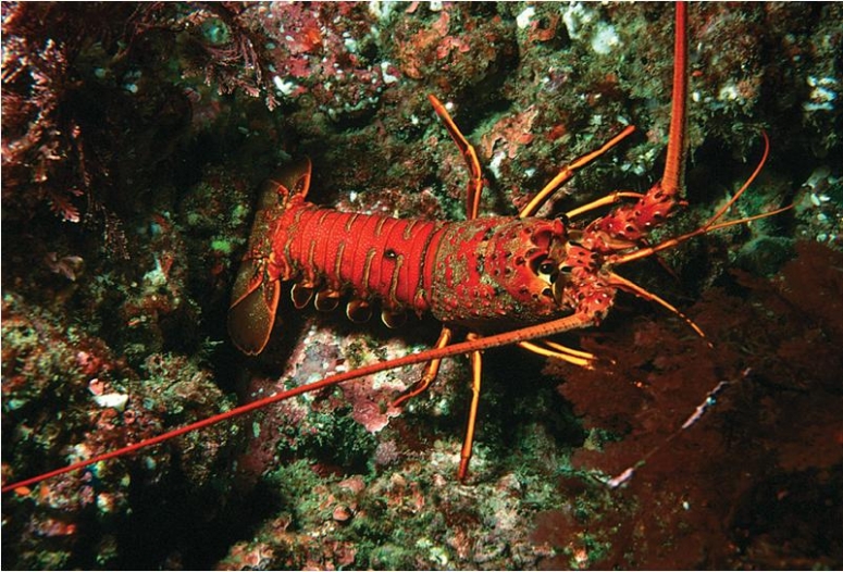 SFF Partnership Highlights California Spiny Lobster