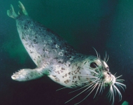 Saturday Family Fun: Magnificent Marine Mammals