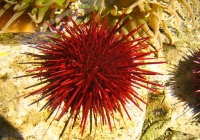 Aqua Tots: Slippery to Prickly