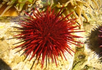 Aqua Tots: Slippery to Prickly