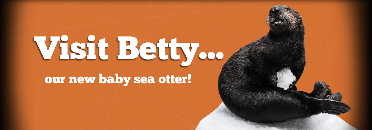 Betty Sea Otter