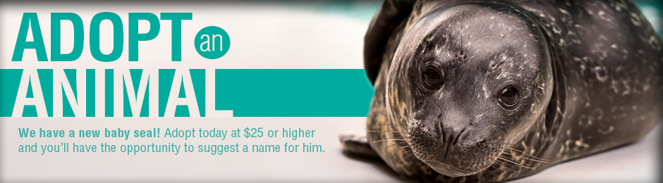 adopt our new seal pup