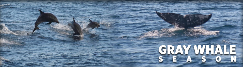 Gray Whale Season