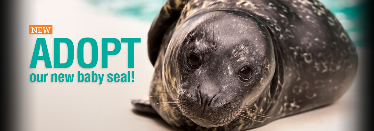 adopt our seal pup
