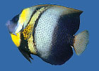 Cortez Angelfish