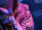 Giant Pacific Octopus