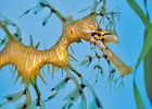Leafy Seadragon Leafy Seadragon