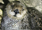 Sea Otter