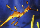 Weedy Seadragon Weedy Seadragon