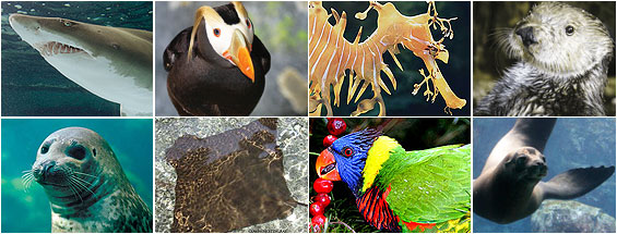 Adopt a shark, puffin, sea dragon, otter, harbor seal, sting ray, lorikeet, or sea lion.