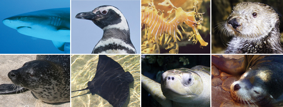 Adopt a shark, penguin, sea dragon, otter, harbor seal, sting ray, lorikeet, or sea lion.