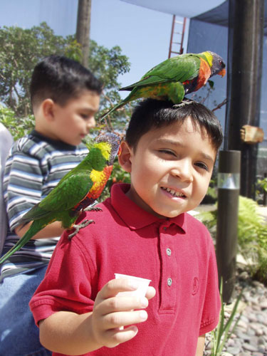 Lorikeets with Children