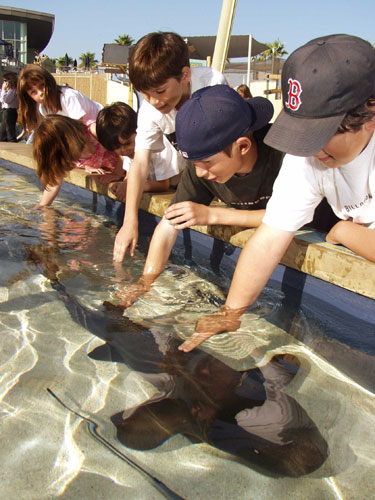 Kids touching sharks in Shark Lagoon
