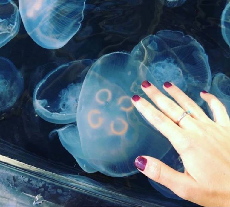 Touch moon jellies