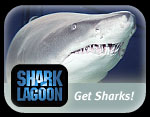 Shark Lagoon Shark Lagoon