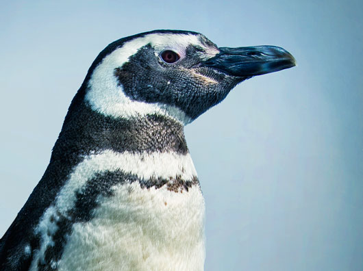 How do penguins adapt to their habitat?