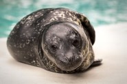 seal pup