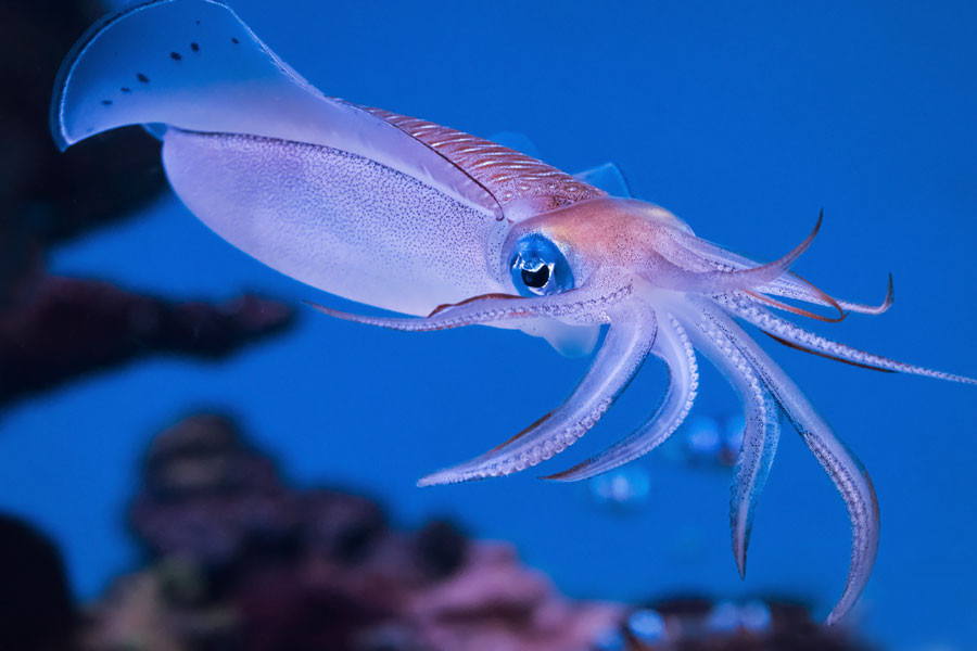 squid on blue background